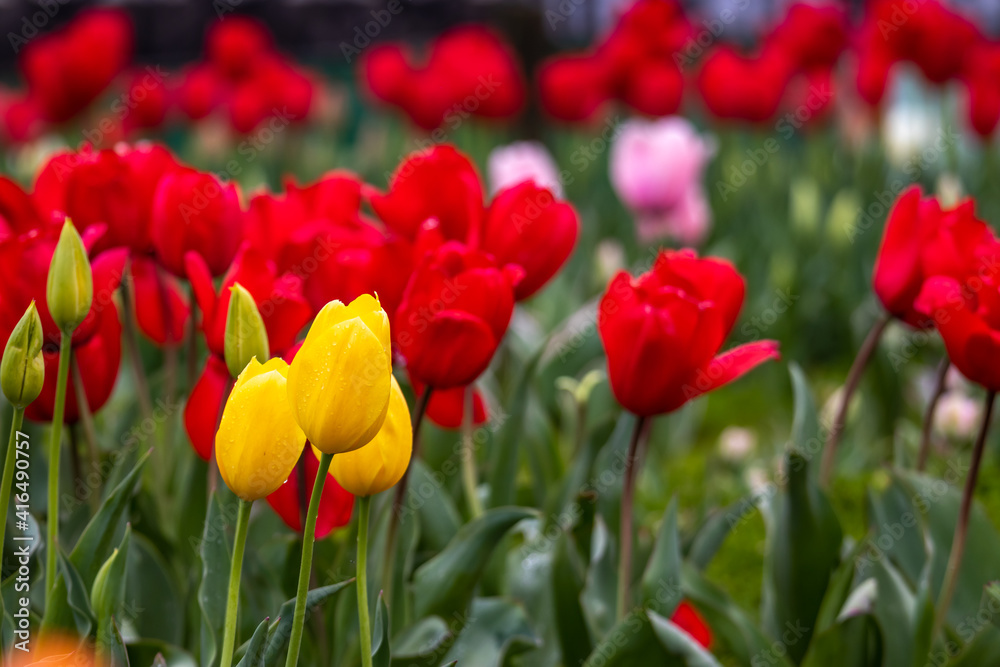 チューリップの花　春のイメージ