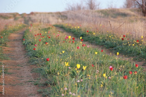 field of flowers. Tulips.