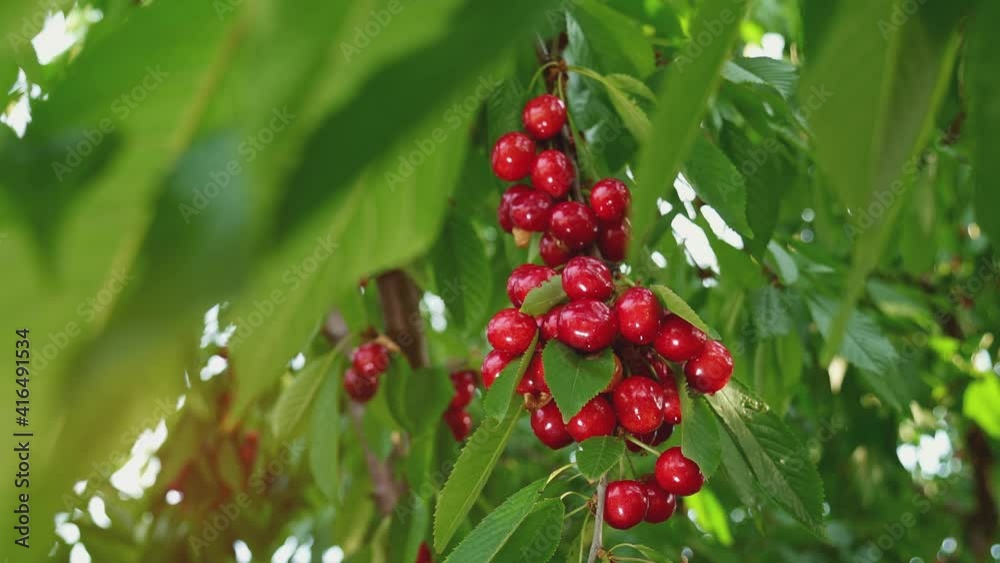 The tree is covered with cherries. Harvest time. An abundance of ripe fruits. Orchard on a sunny day. A ray of sun through the branches of the cherry. Horticulture. Organic fresh fruits in the garden The tree is covered with cherries. Harvest time. An abundance of ripe fruits. Orchard on a sunny day. A ray of sun through the branches of the cherry. Horticulture. Organic fresh fruits in the garden