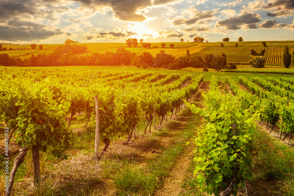 Vineyards at sunset with beautiful light. Gascony, France