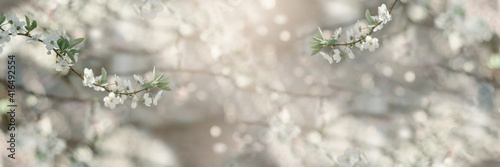 Blossoming tree brunch with white flowers on bokeh pastel background