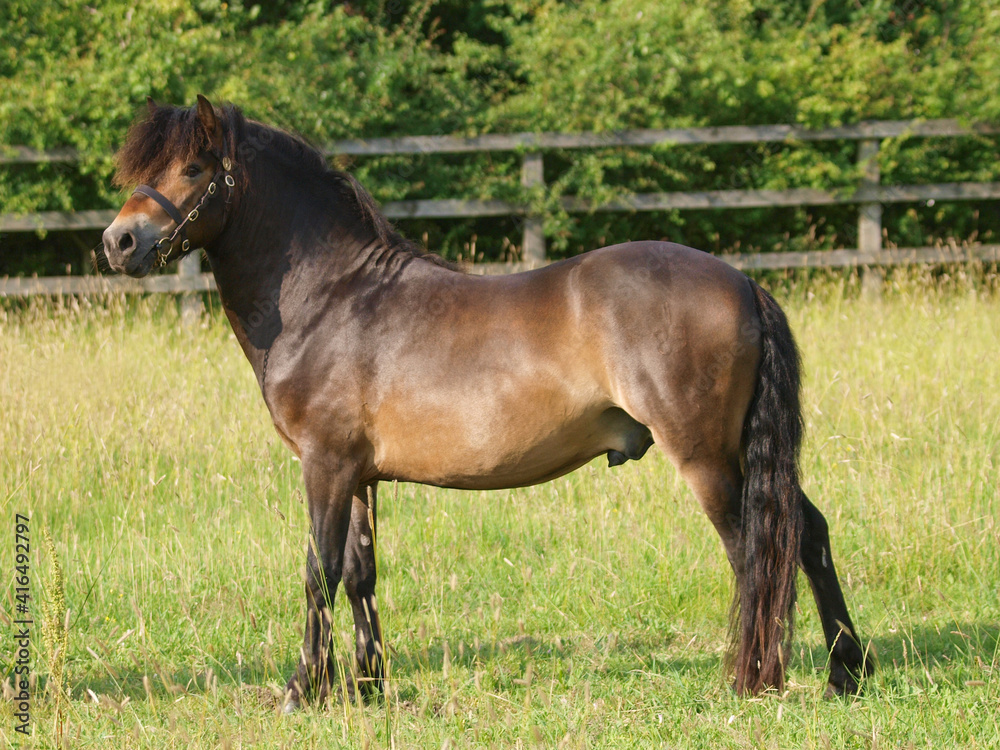 Exmoor Stallion