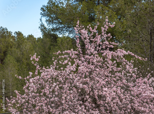 Almonds blossom Spain