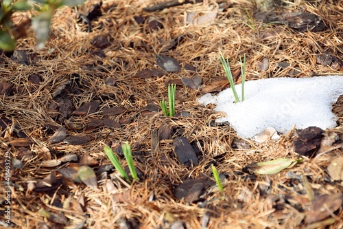 Crosuses in early spring garden, flowers showing from snow, selective focus photo