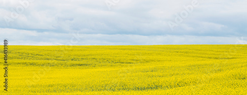 Beautiful yellow rapsfield with horizon line photo