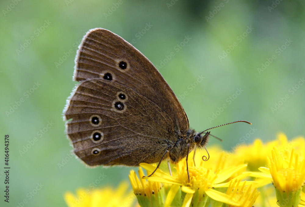 Fototapeta premium Schmetterling