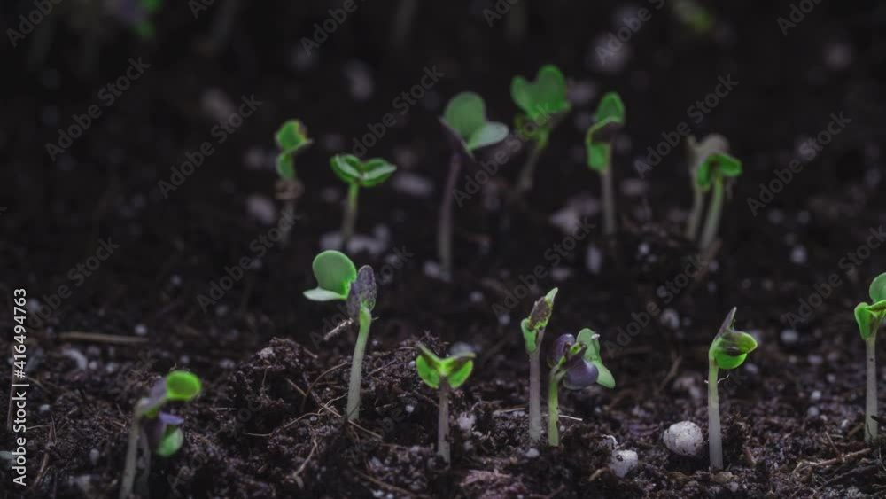 MACRO, Close-up: Growing ecological plants in timelapse, sprouts germination newborn cress salad plant in greenhouse agriculture. Germination of seeds of microgreen mustard. Timelapse MACRO, Close-up: Growing ecological plants in timelapse, sprouts germination newborn cress salad plant in greenhouse agriculture. Germination of seeds of microgreen mustard. Timelapse