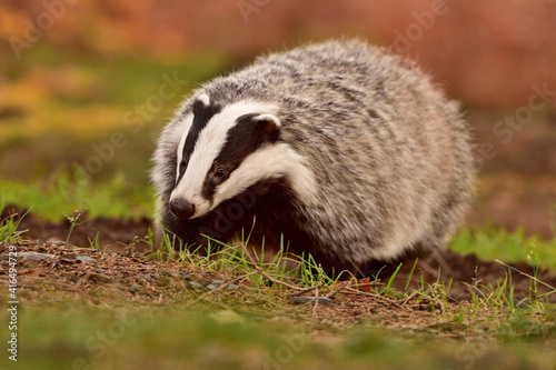 Cute badger in the forest 