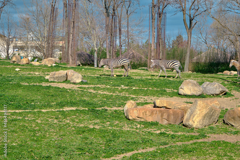 Natural habitat of ostriches in zoo park covered by green grass and dried and withered trees in wither together with wall made of stones.