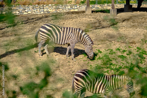 Black and white pattern and mature zebras in their natural habitats in zoo park during sunny day.