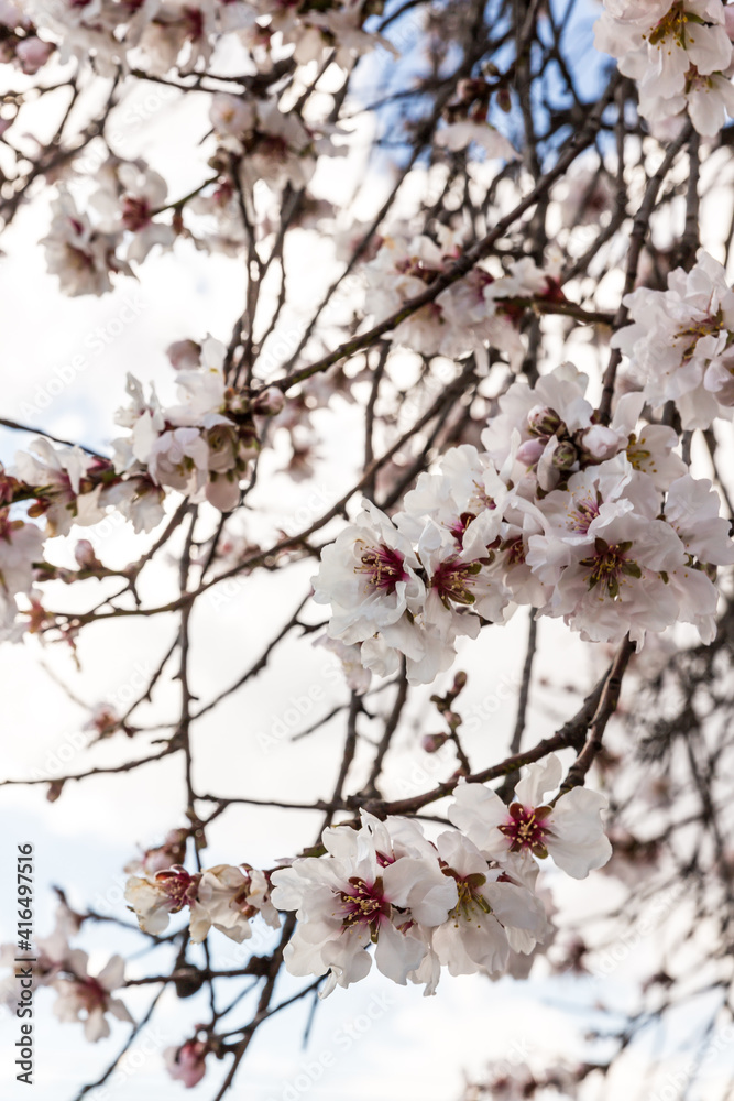 Almonds blossom Spain