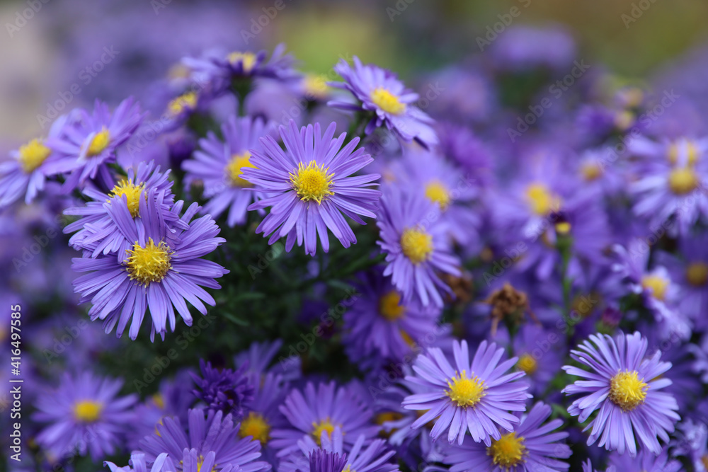 Lila Blüten Lila Blüten