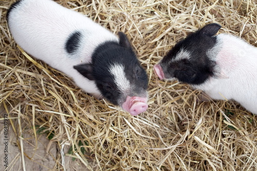Close up dwarf pig in the farm