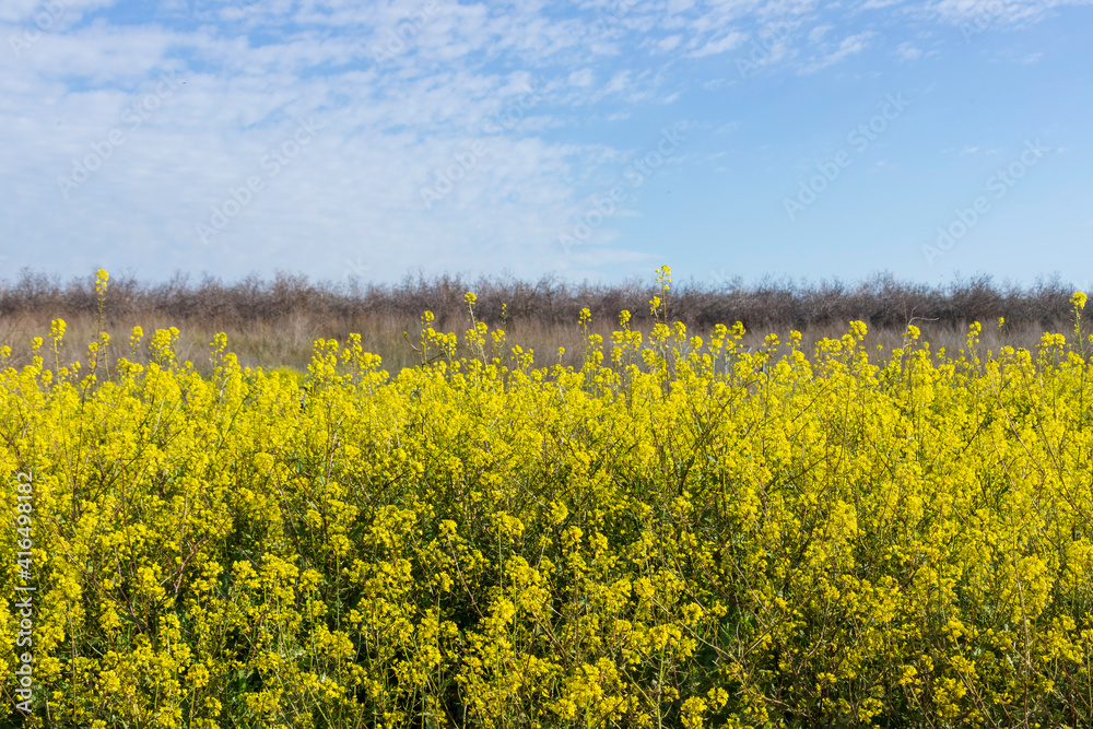 Close-up flowers of Rapeseed, Yellow, Mustard Plant Picture. Israel Close-up flowers of Rapeseed, Yellow, Mustard Plant Picture. Israel