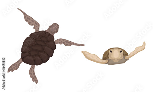 Turtles with Bony Shell as Fresh-water Testudine with Fins Vector Set