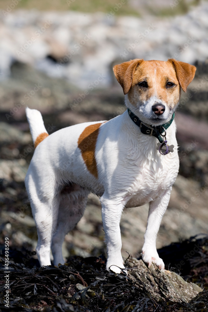 Jack Russell Terrier