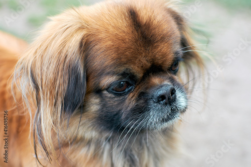 Adult dog Pekingese. Head close-up, sad look.