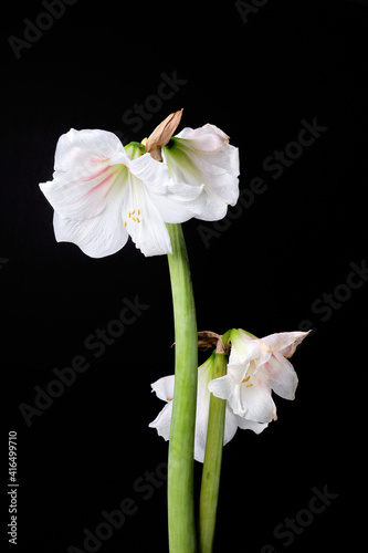 Wilted white amaryllis flowers on a black background, denoting mortality and transience