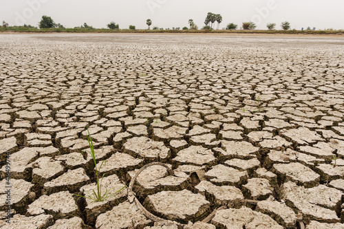Brown drought dry land soil or cracked ground texture and green tree with from agriculture barren on orange sunset sky background,Global warming.