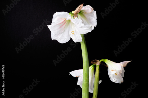 Wilted white amaryllis flowers on a black background, denoting mortality and transience