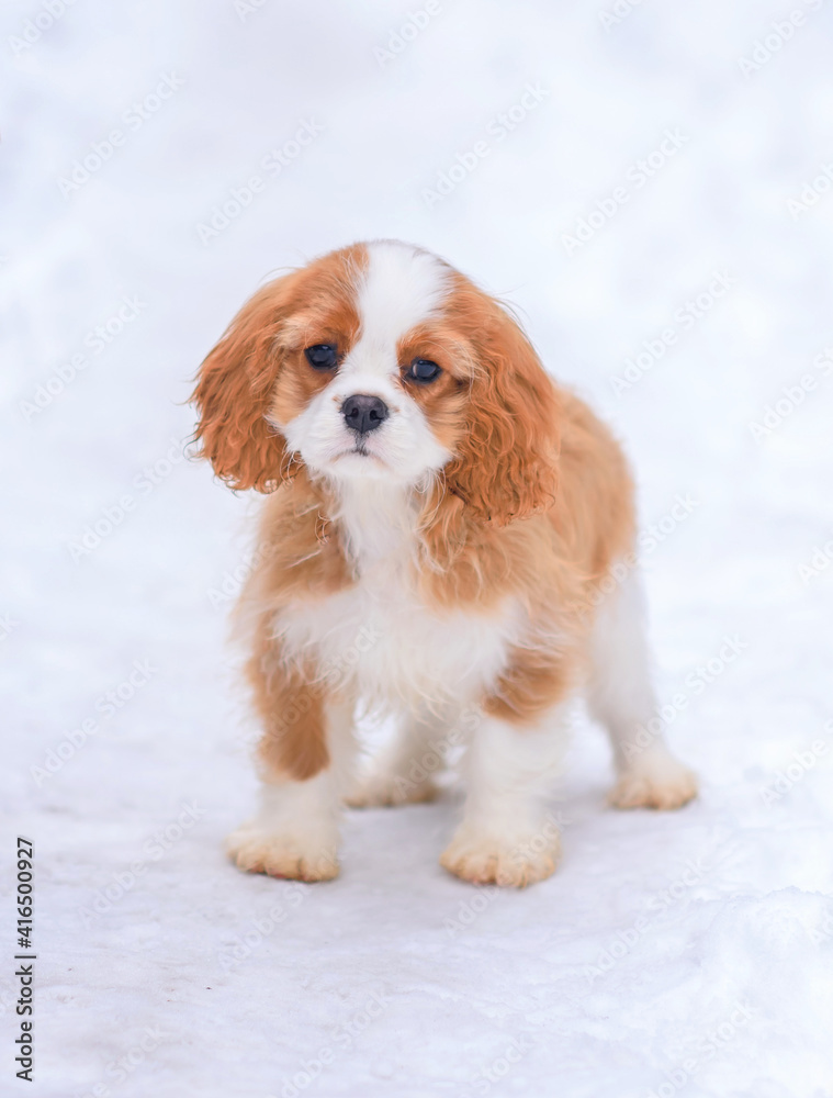 little puppy cavalier king charles spaniel in winter  