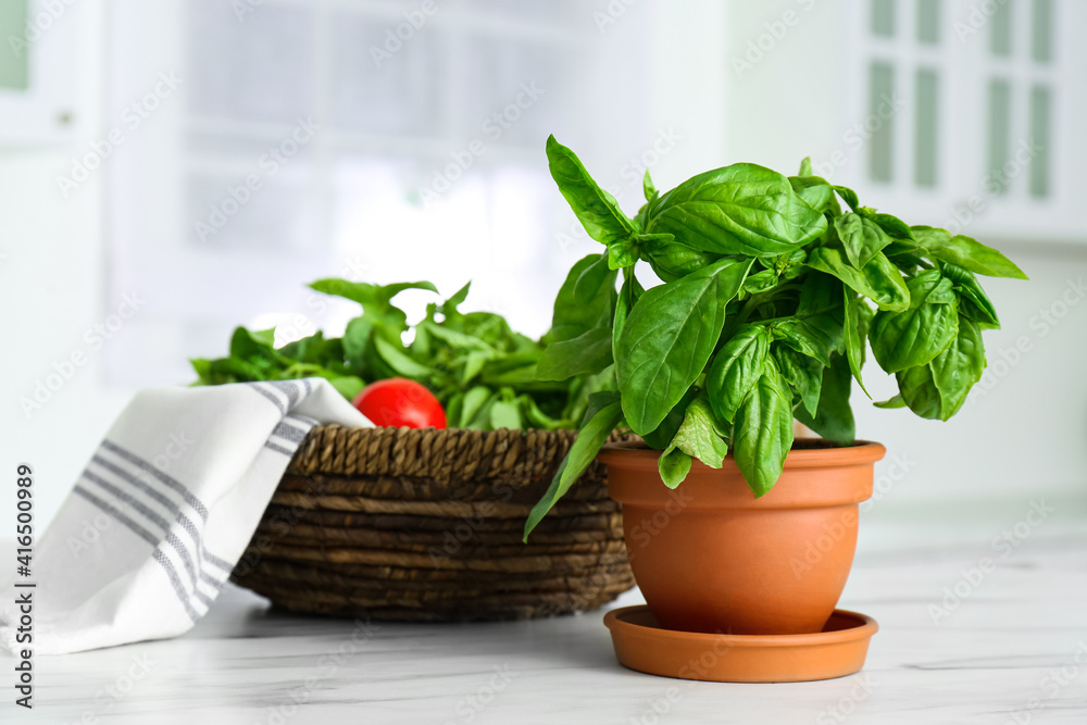 Fresh green basil in pot on white marble table in kitchen Fresh green basil in pot on white marble table in kitchen