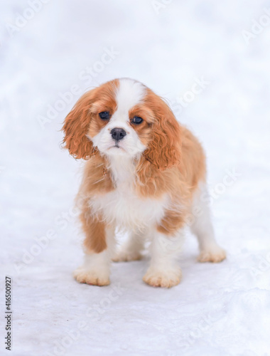 little puppy cavalier king charles spaniel in winter  