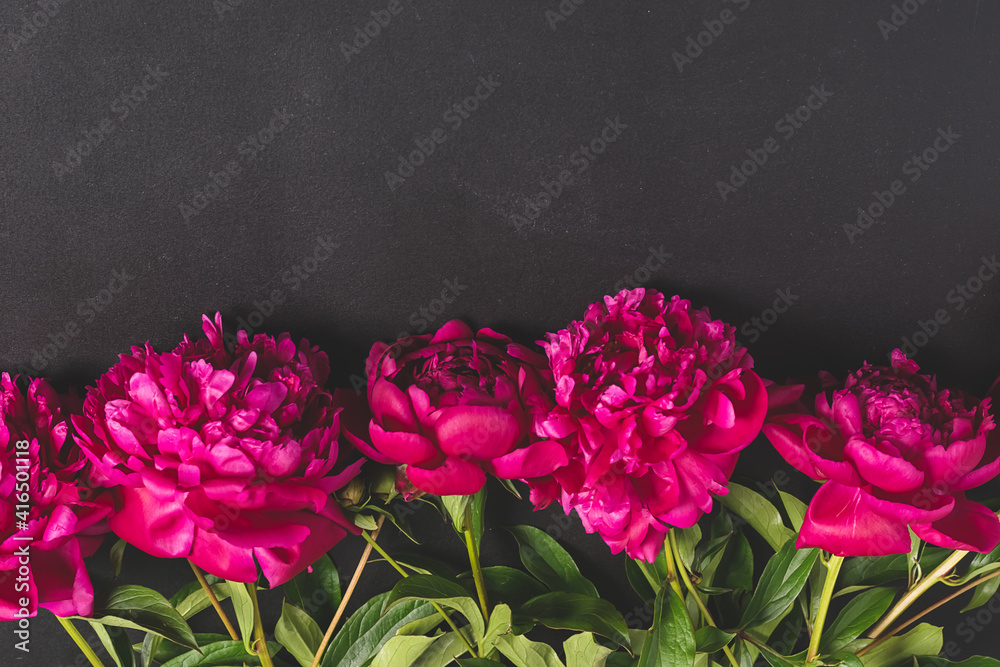 Red pink flowers peonies on dark background. Top view copy space