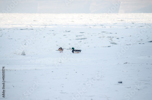 A flock of birds on the frozen water of the Danube River below the Petrovaradin Fortress, Vojvodina, Novi Sad, Petrovaradin, Serbia. 