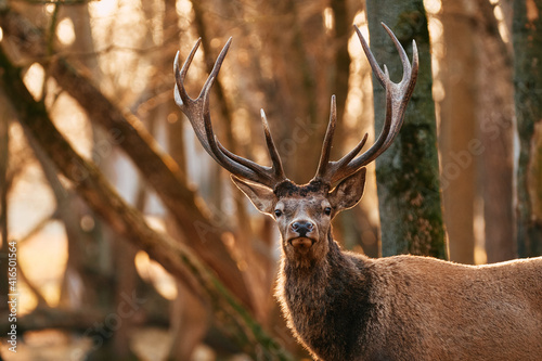 Great adult noble Red Deer with big horns