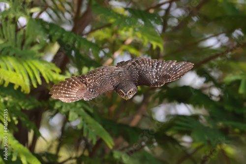 An owl flying action collection, Spotted owlet is a small owl which breeds in tropical Asia.Spotted owlet birds in the nature.