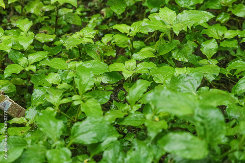 plant in the garden