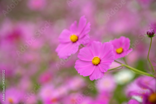 コスモスの花 秋のイメージ