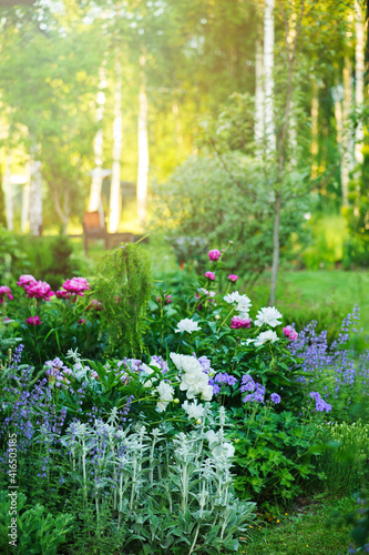 Fotografie, Tablou beautiful english style cottage garden view in summer with blooming peonies and companions - stachys, catnip, heranium, iris sibirica