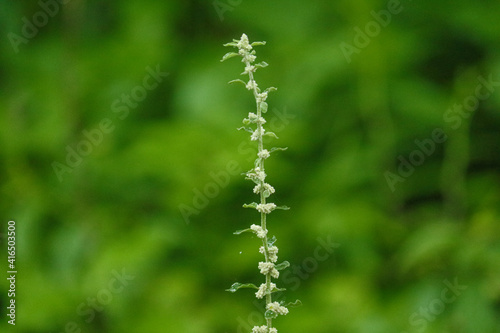 close up of grass