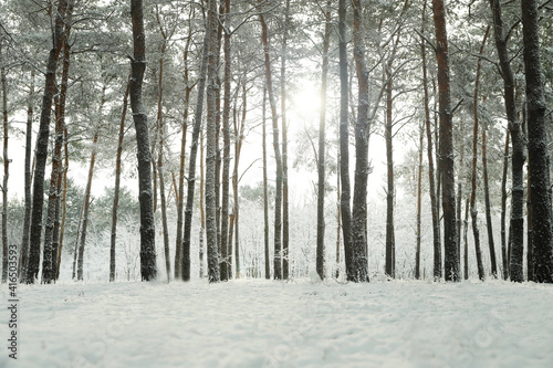 Beautiful view of snowy forest on winter day