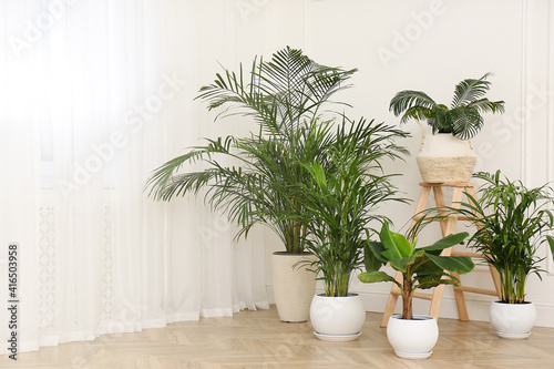 Different beautiful indoor plants in room  space for text. House decoration