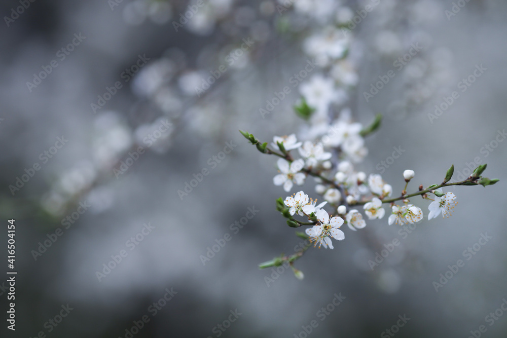 Close up of blooming cherry tree branch. Spring background. Selective soft focus. Close up of blooming cherry tree branch. Spring background. Selective soft focus.