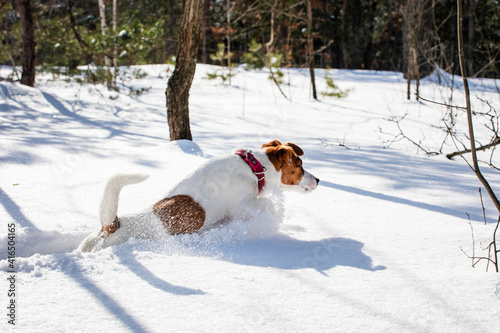 Fototapeta Naklejka Na Ścianę i Meble -  jack russell terrier jumping through the snowdrifts in the forest