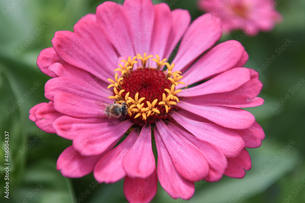 Fototapeta premium fiore con ape miele insetti 