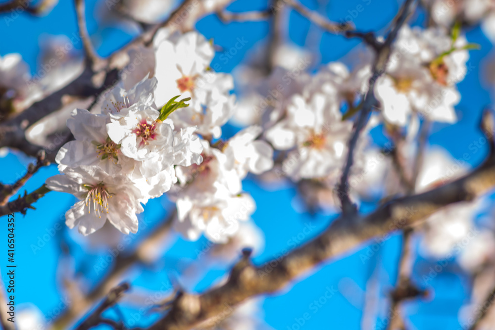 Almond blossom, Spain