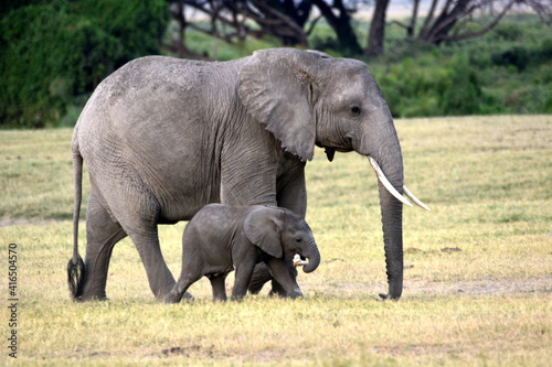  Amboseli - Elephant with her baby 