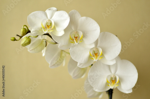 white phalaenopsis orchid growing in the flower pot