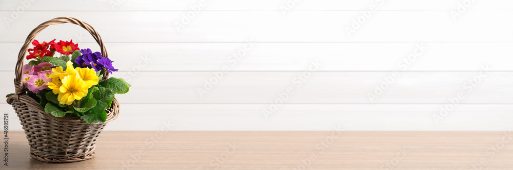 Beautiful spring primula (primrose) flowers in wicker basket on wooden table, space for text. Banner design Beautiful spring primula (primrose) flowers in wicker basket on wooden table, space for text. Banner design