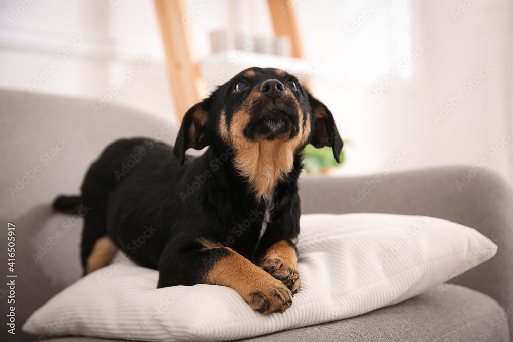 Cute little black puppy on sofa indoors Cute little black puppy on sofa indoors