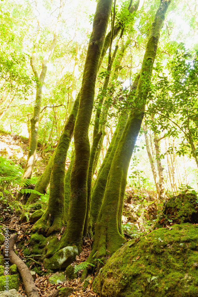Trunks of trees covered with green moss in a linden forest on the island of La Palma, Canary Islands, Spain, next to the Nacientes de Marcos y Cordero, and National Park of Caldera de Taburiente. Trunks of trees covered with green moss in a linden forest on the island of La Palma, Canary Islands, Spain, next to the Nacientes de Marcos y Cordero, and National Park of Caldera de Taburiente.
