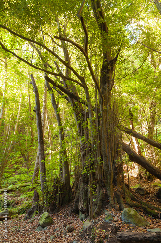 Trunks of trees in a linden forest on the island of La Palma, Canary Islands, Spain, next to the Nacientes de Marcos y Cordero, and National Park of Caldera de Taburiente.