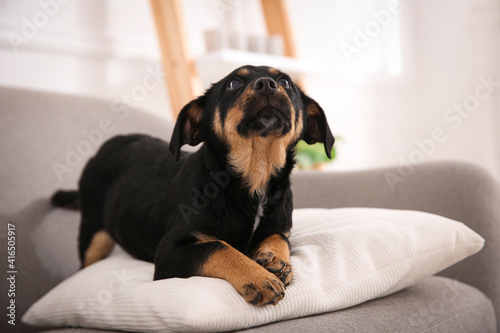 Cute little black puppy on sofa indoors