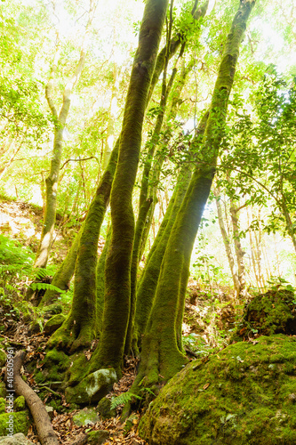 Trunks of trees covered with green moss in a linden forest on the island of La Palma  Canary Islands  Spain  next to the Nacientes de Marcos y Cordero  and National Park of Caldera de Taburiente.