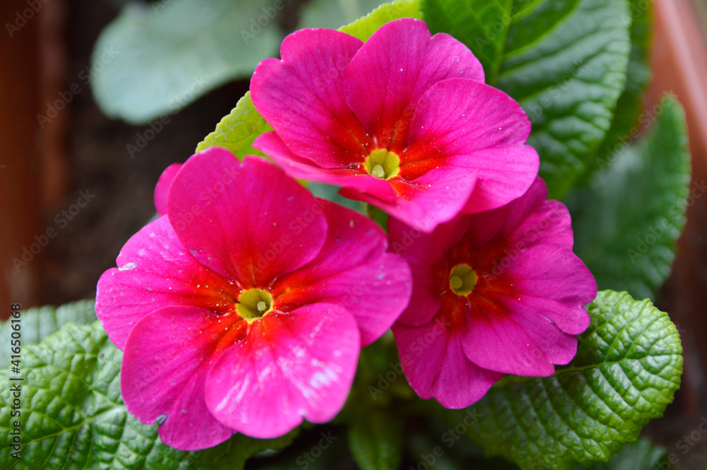 pink blooming primula, primrose, close up pink blooming primula, primrose, close up